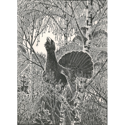 Весенняя песнь лета (глухарь)